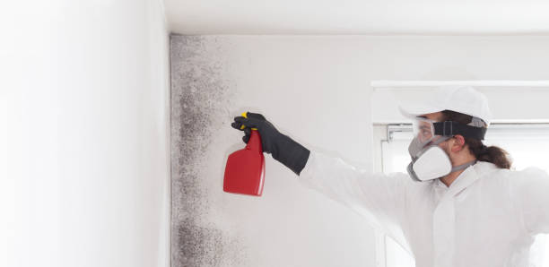 Best Toxic Mold Removal  in Brundidge, AL