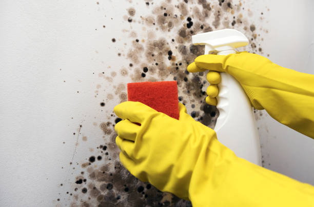 Certified Mold Removal in Brundidge, AL