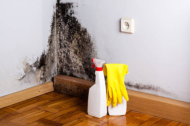 Trusted Brundidge, AL Mold Removal Experts